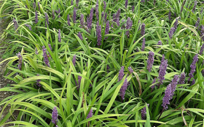 liriope musca royal purple